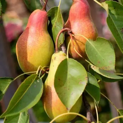 Груша РУССКАЯ КРАСАВИЦА (КРАСАВИЦА ЧЕРНЕНКО) в Бресте