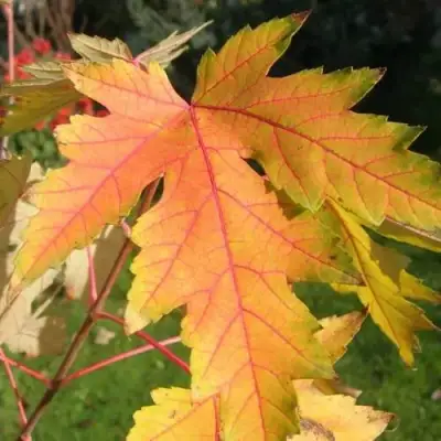 Клен серебристый в Бресте