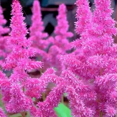 Астильба АМЕТИСТ Арендса в Бресте