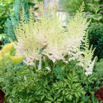 Астильба МИЛК ЭНД ХАНИ китайская в Бресте