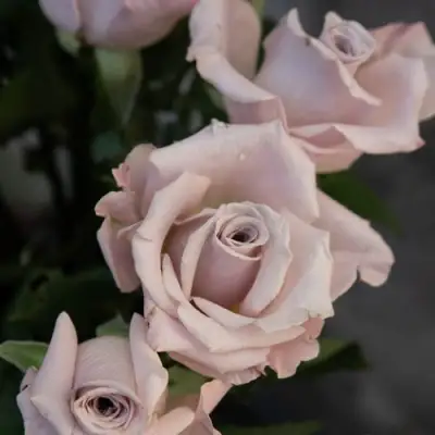 Роза МЕНТА чайно-гибридная в Бресте