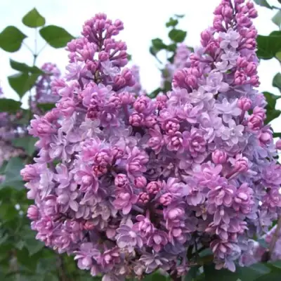 Сирень КОЛХОЗНИЦА в Бресте