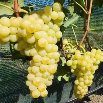 Виноград КИШМИШ ЗОЛОТЦЕ в Бресте