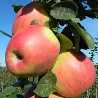 Яблоня БРЯНСКОЕ РОЗОВОЕ в Бресте