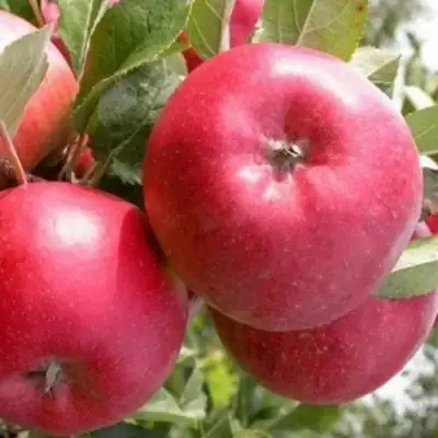 Яблоня ПОСПЕХ в Бресте