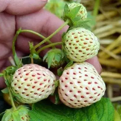 Клубника АНАНАСА ремонтантная в Бресте