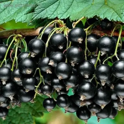 Смородина черная БЕН КОНАН в Бресте