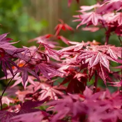 Клен дланевидный АТРОПУРПУРЕУМ в Бресте