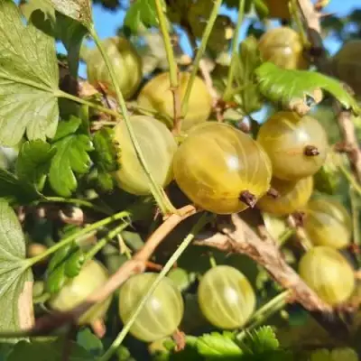 Крыжовник БЕЛОРУCСКИЙ САХАРНЫЙ 2 в Бресте