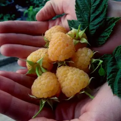 Малина ЗЮГАНА ЗОЛОТАЯ в Бресте