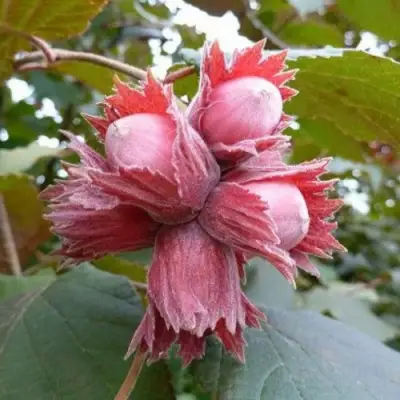 Фундук СКАРЛЕТТ в Бресте