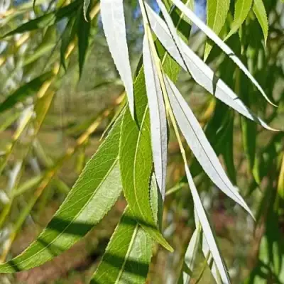 Ива ВИТЕЛЛИНА белая  в Бресте