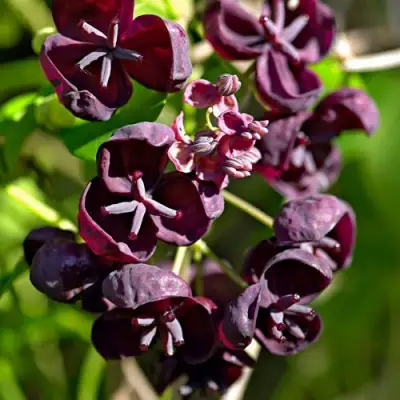 Акебия ПЯТЁРНАЯ  в Бресте