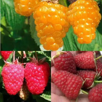 Комплект ЗОЛОТАЯ МАЛИНА в Бресте