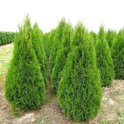 Туя СМАРАГД западная в Бресте