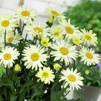 Нивяник БРОДВЕЙ ЛАЙТС великолепный в Бресте