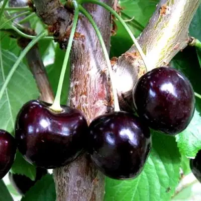 Вишня ШОКОЛАДНИЦА в Бресте