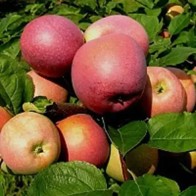 Яблоня СЛАВА ПОБЕДИТЕЛЯМ в Бресте