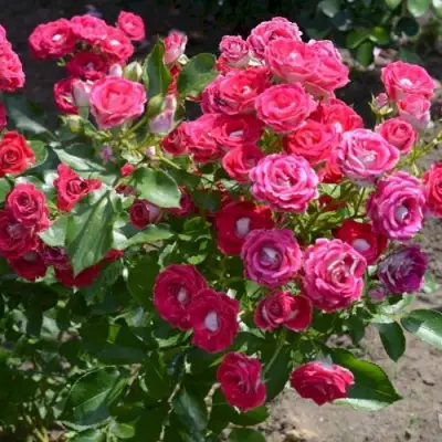 Роза ШОНЕ КОБЛЕНЦЕРИН флорибунда в Бресте