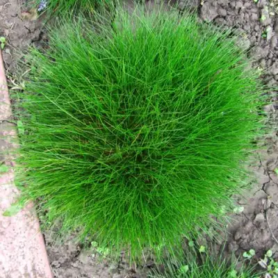 Овсяница ГОТЬЕ в Бресте