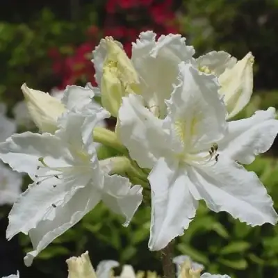 Азалия ОКСИДОЛ листопадная в Бресте