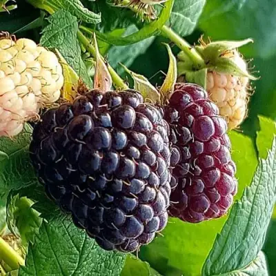 Малина БЛЭК ПОЛЬКА (ХЕБАН) в Бресте