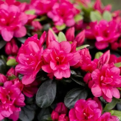 Азалия КАНЗОНЕТТА японская в Бресте