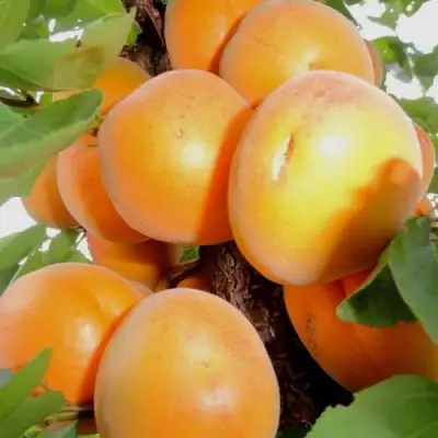 Абрикос ДЕСЕРТНЫЙ в Бресте