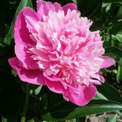 Пион ГОЛУБАЯ ХРИЗАНТЕМА травянистый в Бресте