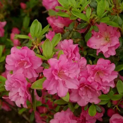 Азалия РОЗИНЕТТА японская в Бресте