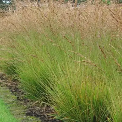 Молиния ПОЛ ПЕТЕРСОН голубая в Бресте