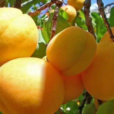 Абрикос ПАМЯТЬ ЛОЙКО в Бресте