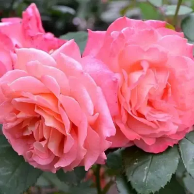 Роза ИНСТИТУТ ЛЮМЬЕР шраб в Бресте