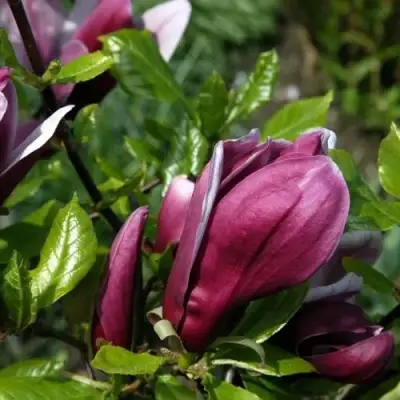 Магнолия НИГРА в Бресте