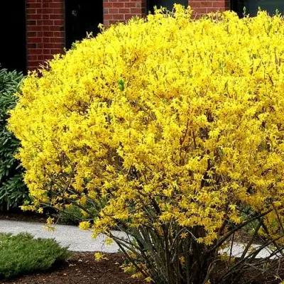 Форзиция ЛИНВУД в Бресте