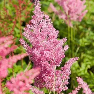 Астильба РЕЙНЛЕНД японская в Бресте