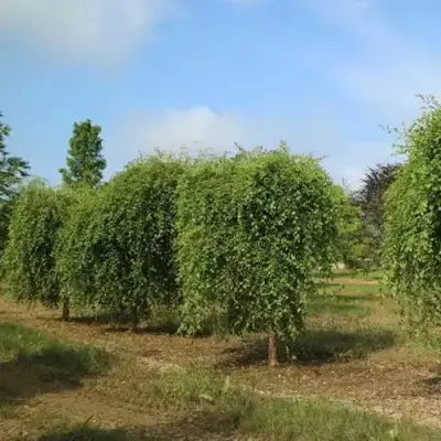 Береза САММЕР КАСКАД черная в Бресте