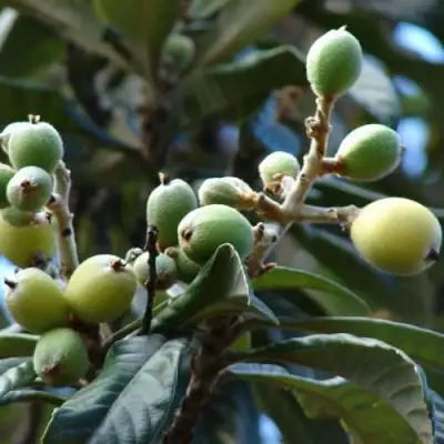 МУШМУЛА  в Бресте