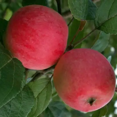 Яблоня СУЙСЛЕПСКОЕ (МАЛИНОВКА) в Бресте