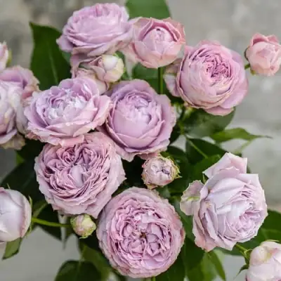 Роза ЛАВАНДЕР БАБЛС спрей в Бресте