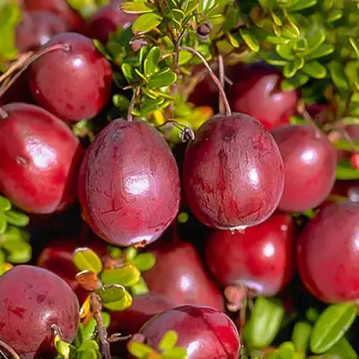 Клюква БЕН ЛИР в Бресте