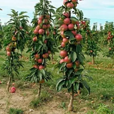 Яблоня ЯНТАРНОЕ ОЖЕРЕЛЬЕ колонновидная в Бресте