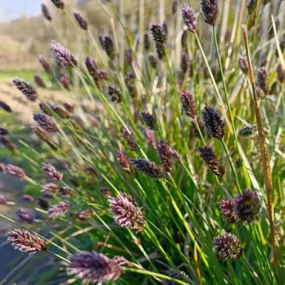 Сейслерия ХЕФЛЕРА в Бресте