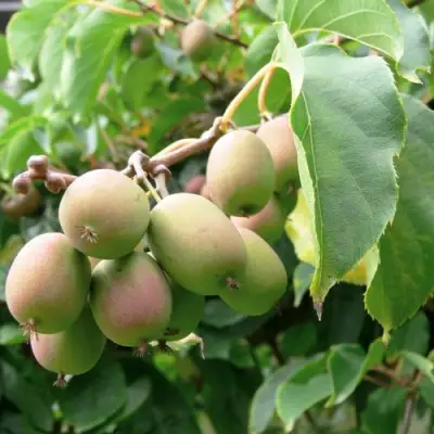 Актинидия ЛЮСИ аргута  в Бресте