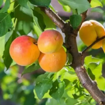 Абрикос РИТАУСМА в Бресте