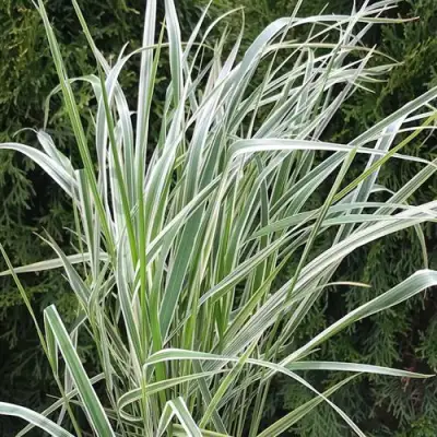 Вейник ОВЕРДАМ остроцветковый в Бресте