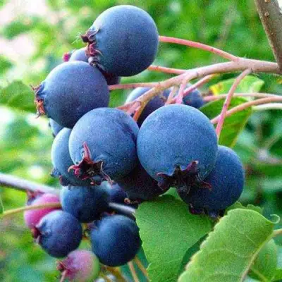 Ирга ПЕМБИНА в Бресте