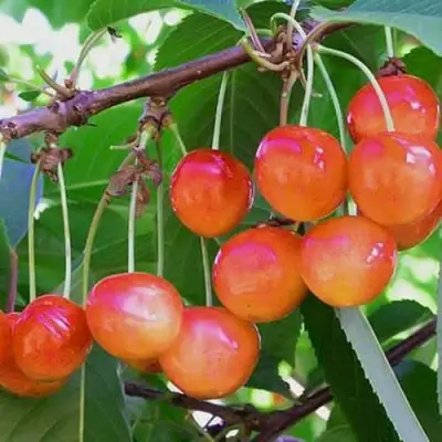 Черешня НАСЛАЖДЕНИЕ в Бресте