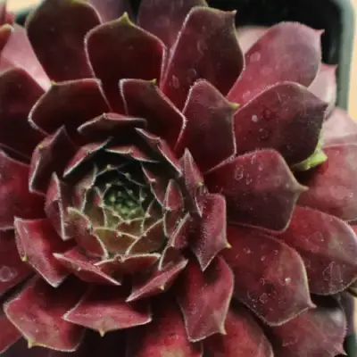 Молодило БЛЭК МОУНТЭЙН в Бресте