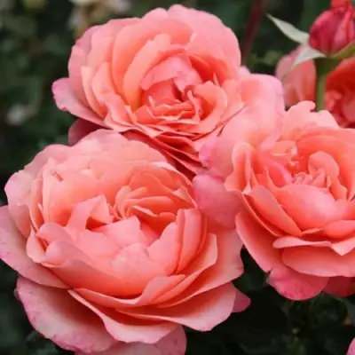 Роза КОРАЛ ЛИОНС РОУЗ флорибунда в Бресте